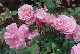 New york worlds fair with lowell thomas. Garden Roses Wikiwand