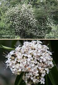 Image result for Volkameria glabra