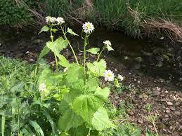 Image result for Setaria petiolata