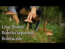 Image result for Boletus separans