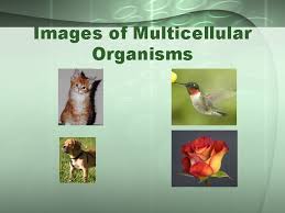 Animal cells examples of multicellular. Types Of Organisms Unicellular Organisms Vs Multicellular Organisms