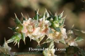 Image result for Salsola kali