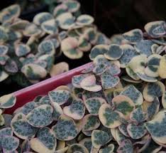 Image result for Ceropegia elongata