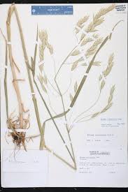 Image result for Bromus catharticus