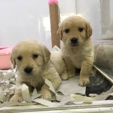 Mukemmel Golden Retriewer Yavrularimiz Ankara Pet Shop Ta 234268 Bikopek Com