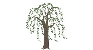 Willow Tree Tattoo Willow Tree Tattoos Tree Tattoo Small Tree Tattoo Color