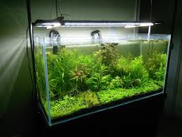 Beamswork Success Stories Beamswork Club Nature Aquarium Aquascape Planted Aquarium