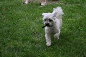 Black and white yorkie mix. 77 Shorkie Shih Tzu Yorkie Mix Black And White L2sanpiero