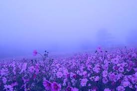 It S That Girl Again Spring Aesthetic Pretty Plants Flowers