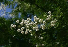 Image result for Acacia robusta