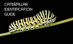 Caterpillar Identification Guide 40 Species With Photos And Descriptions Owlcation Education