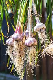 Break the cloves from a fresh garlic head. How To Grow Garlic In Containers Gardener S Path