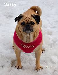 Ads are not allowed, breeders are not welcome. East Randolph Vt Pug Meet Sassy A Pet For Adoption