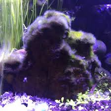 Black Algae In Fish Tank How To Get Rid Of It How To Permanently Get Rid Of Black Algae In Your Aquarium Aquanswers Aquarium Fish Tank Aquarium Fish
