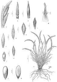 Image result for Microchloa kunthii