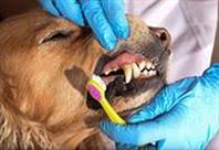 Brush your dog's teeth on a daily or weekly basis. How To Remove Dog Teeth Tartar And Plaque Pedigree