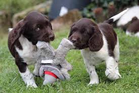 Image result for Malý münsterlandský ohař