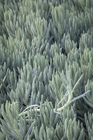 Image result for Senecio forbesii
