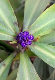 Image result for Dichorisandra