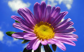 Trova immagini fiori gratis ✓ scarica immagini di fiori da scaricare ✓ scegli nuove immagini nuove scegli l'immagine fiori perfetta per il tuo progetto. Free Download Download Purple Flower Hd Wallpapers Hd Flowers Wallpaper 1920x1200 For Your Desktop Mobile Tablet Explore 45 Free Purple Flower Wallpaper Purple Wallpaper For Computer Purple Spring Flowers