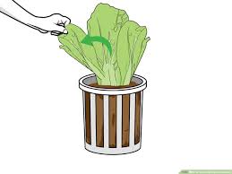 How To Grow Hydroponic Lettuce With Pictures Wikihow