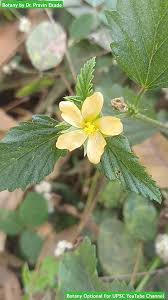 Image result for Malvastrum coromandelianum