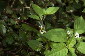 Image result for Solanum litoraneum