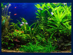 How to set up a fish tank with live plants. How To Decorate Your Fish Tank With Live Plants The Pet Blog Lady Celebrating Our Pets