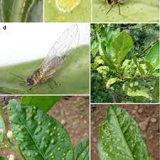 Pdf A Review On Trioza Erytreae African Citrus Psyllid Now In Mainland Europe And Its Potential Risk As Vector Of Huanglongbing Hlb In Citrus