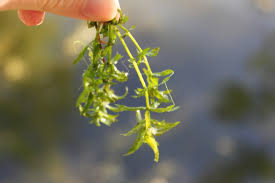 Image result for Hydrilla