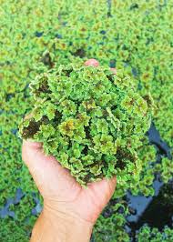 Image result for Azolla pinnata