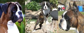 The breeder of the pups, why the low price and the health state. Belire Boxers Boxer Breeders In Spain