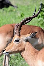 صور لـ أفريقيا الثدييات طبيعة جنوب أفريقيا ظبي الحيوانات Mammals Africa Animals