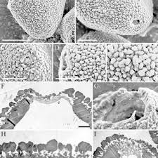 Image result for Faurea wentzeliana