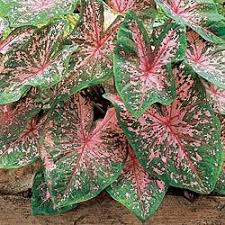 Pink Beauty Caladium Plantas Com Folhagem Orquideas Cymbidium Tinhorao