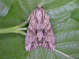 Image result for Apamea monoglypha