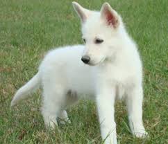 Are all white german shepards rare? Kishu Inu Dog Baby German Shepherds Shepherd Puppies German Shepard Puppies