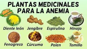 Plantas Medicinales Para La Anemia Botanical Online
