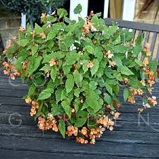 Image result for Begonia sutherlandii