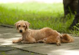 Image result for scabies dogs detail