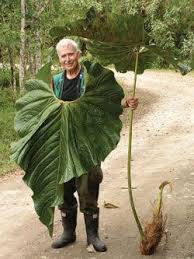 Monstera Obliqua Vs Monstera Adansonii Muggle Plants Plants Anthurium Plant Pretty Plants