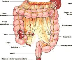 Pin En Anatomia