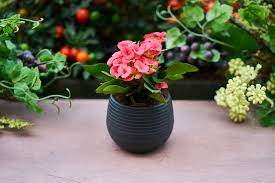 Yaprakları büyük ve iç mekânda gösteriş avantajı sağlayan bitki seçenekleri, süs bitkileri içerisinde çok önemli bir yeri işaret etmektedir. Ic Mekan Sus Bitkileri Evhayat