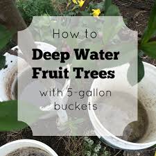 Water seeps from the hoses' emitters into the soil. How To Deep Water Fruit Trees With 5 Gallon Buckets Forgotten Skills