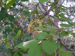 Image result for Pseudolachnostylis maprouneifolia