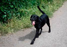 It is the result of not getting enough water and electrolytes or losing too m. How To Spot Signs Of Dehydration In My Dog