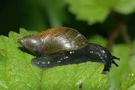 Schnecken Bildergalerie Nabu Niedersachsen