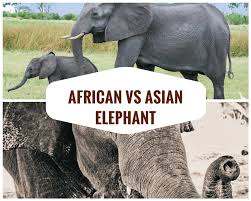 difference between the african