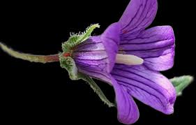 Image result for Campanula edulis