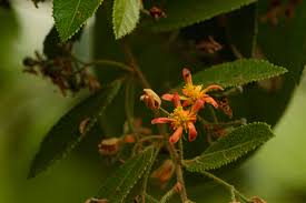 Image result for Malvaceae subfamily Grewioideae